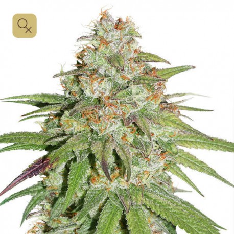 Glueberry OG · Dutch Passion