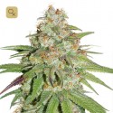 Glueberry OG
