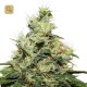 CBD Kush · Dutch Passion