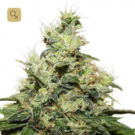 CBD Kush · Dutch Passion