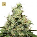 CBD Kush
