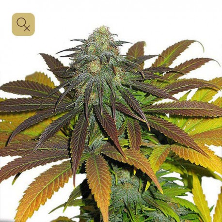 Californian Orange · Dutch Passion