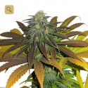 Californian Orange