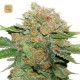 Night Queen · Dutch Passion