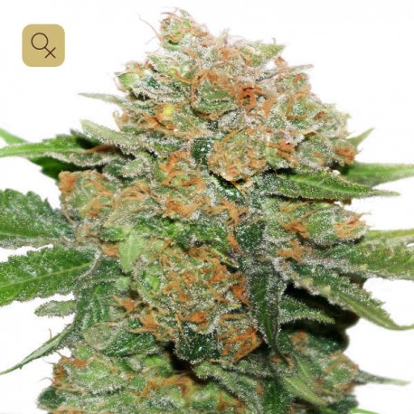 Night Queen · Dutch Passion