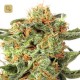 Orange Hill Special · Dutch Passion
