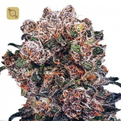 Blueberry Regular · Dutch Passion
