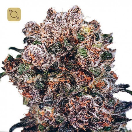 Blueberry Regular · Dutch Passion