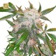 White Widow Regular · Dutch Passion