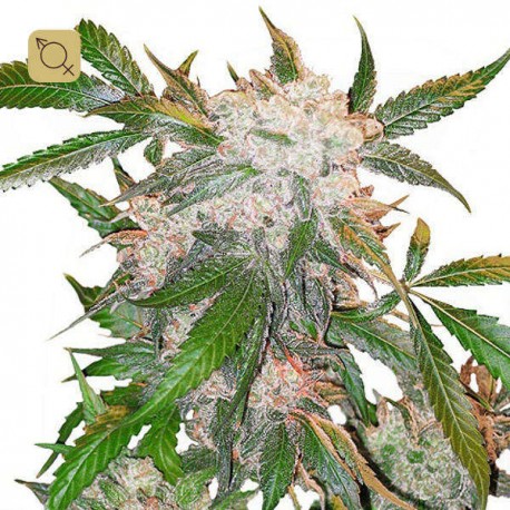 White Widow Regular · Dutch Passion