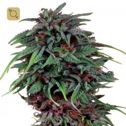 Durban Poison Regular · Dutch Passion