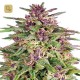 Frisian Dew · Dutch Passion