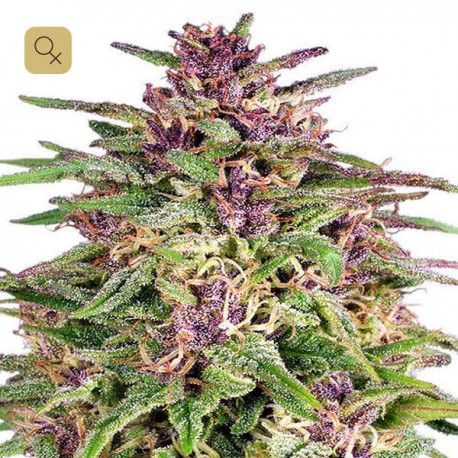 Frisian Dew · Dutch Passion
