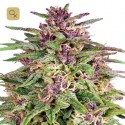 Frisian Dew