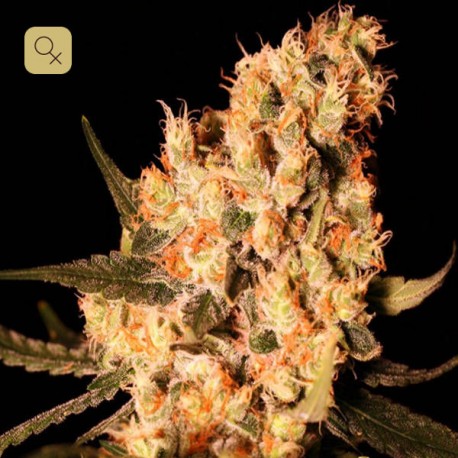 Jamaican Dream · Eva Seeds
