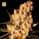 Jamaican Dream