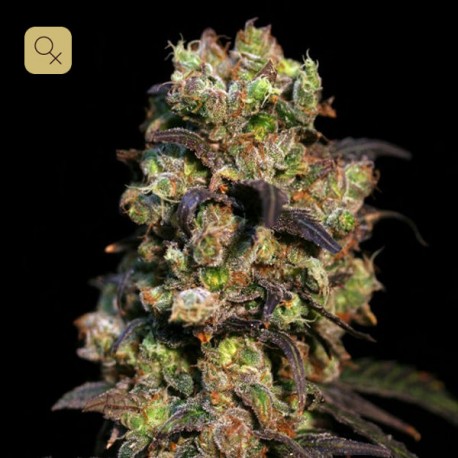 Pink Plant · Eva Seeds