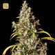 Monster · Eva Seeds
