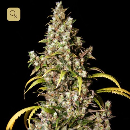 Monster · Eva Seeds