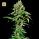 Excalibur · Eva Seeds