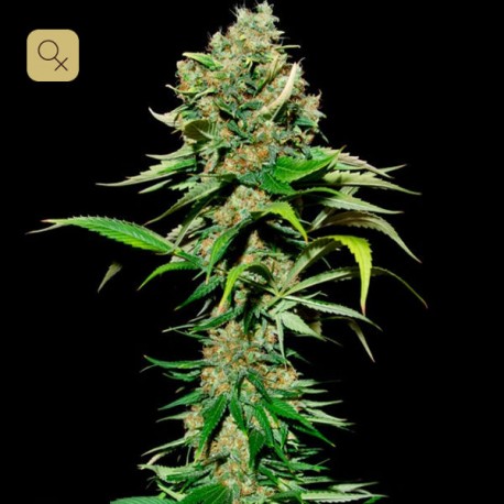 Excalibur · Eva Seeds