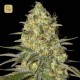 Black Dream · Eva Seeds