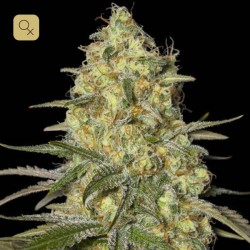 Black Dream · Eva Seeds