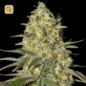 Black Dream
