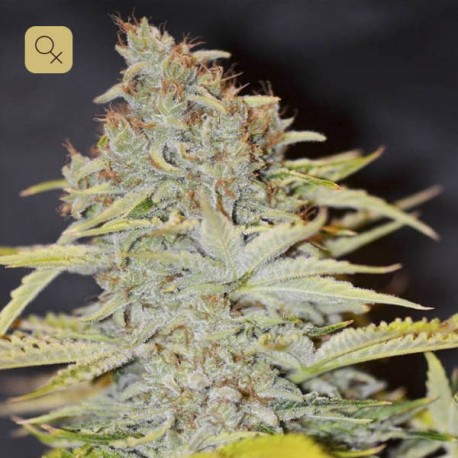 Furious Candy · Eva Seeds