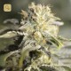 TNT Kush CBD · Eva Seeds