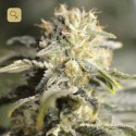 TNT Kush CBD