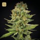 Llimonet Haze Clásica THC · Elite Seeds