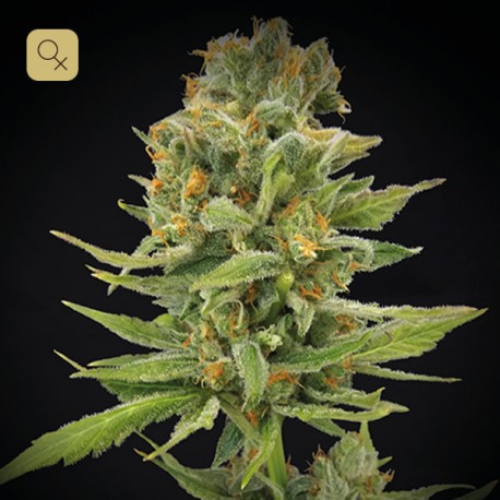 Llimonet Haze Clásica THC · Elite Seeds