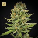 Llimonet Haze Clásica THC