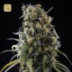 La Rica Clásica CBD · Elite Seeds