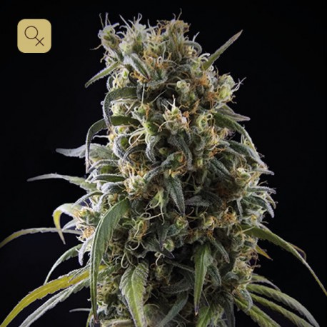 La Rica Clásica CBD · Elite Seeds