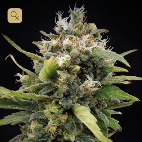 La Rica Clásica THC · Elite Seeds