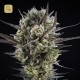 Llimonet Haze Clásica CBD · Elite Seeds