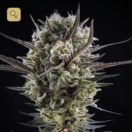Llimonet Haze Clásica CBD · Elite Seeds
