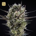 Llimonet Haze Clásica CBD