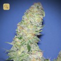 Mota Khan Afghana