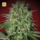 Bestial Skunk · Elite Seeds