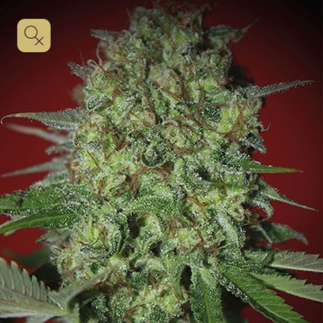 Bestial Skunk · Elite Seeds