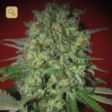 Bestial Skunk