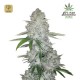 Gorilla Glue Auto · FastBuds