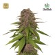 C4 Auto · FastBuds