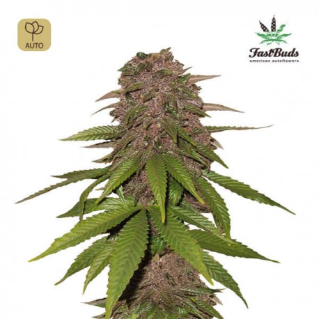 C4 Auto · FastBuds