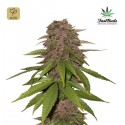 C4 Auto