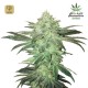 Stardawg Auto · FastBuds