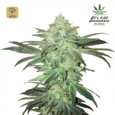 Stardawg Auto · FastBuds